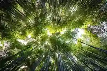 Imagem Florestal